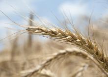 Mississippi producers are expected to plant more than 400,000 acres of wheat this fall. (Photo by MSU Ag Communications/Kat Lawrence)