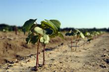 A week without rain in early May gave Mississippi producers a chance to catch up with spring planting. This cotton on Mississippi State University's R.R. Foil Plant Science Research Center was planted before the late-April rains. (Photo by MSU Ag Communications/Bonnie Coblentz)