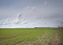 Rainy conditions have prevented Mississippi rice growers from flooding fields as they wait for the ground to dry enough to apply herbicides and fertilizer. (Photo by MSU Ag Communications/Kevin Hudson)