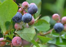 Blueberries in this Hinds County yard are beginning to ripen on June 25, 2014. A cold winter and spring delayed blueberry maturity and harvest for growers throughout the state. (Photo by MSU Ag Communications/Susan Collins-Smith)