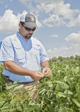 Trent Irby, Mississippi State University Extension Service soybean specialist, checks the maturity stage of soybeans planted at the R.R. Foil Research Center on the MSU campus Aug. 21, 2014. Mississippi soybean growers are expected to harvest a record yield this year. (Photo by MSU Ag Communications/Kat Lawrence)