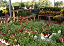 Shrubs, trees, bedding plants and seasonal mums are displayed at Evergreen Garden Center in Louisville on Sept. 24, 2014. Gardeners bought more landscaping products in 2014 than in recent years. (Photo by MSU Ag Communications/Kevin Hudson)