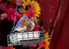 Eastern bluebirds will benefit from suet, a high-fat, high-calorie treat, in the winter months. (Photo by Jeanne Creech)