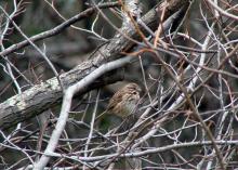 Brush piles are easy to construct and provide shelter from wind and protection from predators for winter birds. (Photo by Doug McAbee)