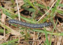 Fall armyworms plague many Mississippi pastures, lawns and sports fields, but vigilance and prompt treatment can limit their damage. (Photo by MSU Extension Service/Blake Layton)