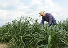 Award-winning forage specialist Rocky Lemus, associate Extension and research professor at Mississippi State University, examines grass growing in 2015 research plots. (MSU Extension Service file photo)