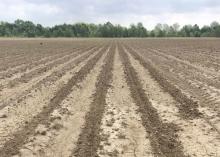 Rows of freshly planted cropland stretch into the distance, uniformly disturbed only on the top where wild hogs uncovered the seed.