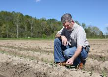 Producers took advantage of a break in the typical spring rains to get much of Mississippi’s corn crop planted in late March. Erick Larson, Mississippi State University Extension Service corn specialist, examined corn in Starkville, Mississippi, on April 5, 2017. (Photo by MSU Extension Service/Kat Lawrence)