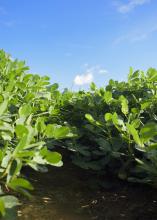 Strong demand for peanuts has encouraged Mississippi growers to plant more of them this year. The U.S. Department of Agriculture projects peanut producers will plant 44,000 acres this year compared with 39,000 in 2016. (File photo by MSU Extension Service/Kevin Hudson)