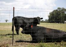 Two black cows in pasture