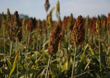 Close up of a head of grain sorghum full of tiny brown seeds, along with other plant heads in the field around it.