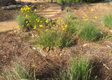 Throughout hot, dry seasons, pine straw serves as a perfect mulch around native plants in this rock garden outside of Thompson Hall at Mississippi State University. (Photo by MSU Extension Service/Beth Baker)