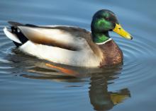 Mallard drakes are beautiful up close, but they are also stunning as they migrate across Mississippi skies in V formations. (Submitted photo)