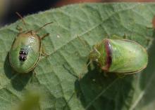 Due to recent heavy rains, many producers have been unable to effectively treat soybean fields for Redbanded stink bugs, a significant and less common insect pest in areas of the Southeast. An emergency forum will be held at 2 p.m. on Aug. 17 at the Capps Center in Stoneville, Mississippi, to address producer concerns. (Photo by MSU Extension Service/Angus Catchot)