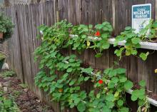 These nasturtiums growing in containers in full sun began blooming Feb. 28. By the end of March, they will be a wall of flowers. (Photo by MSU Extension/Gary Bachman)