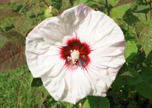 The star of my late-summer garden is Summerific Cherry Cheesecake, which blooms for a month with 7- to 8-inch-diameter flowers. (Photo by MSU Extension/Gary Bachman)