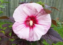 The combination of flower and foliage colors on Summerific Perfect Storm is as dramatic as a summer thunderstorm. Although a compact-growing selection, the huge flowers can exceed 9 inches in diameter. (Photo by MSU Extension/Gary Bachman)