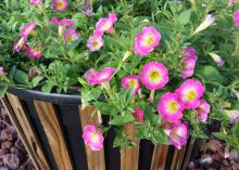 These Daybreak Charm Supertunias are thriving in a basic, 25-gallon container that has been dressed up with vertical wooden slats. (Photo by MSU Extension/Gary Bachman)