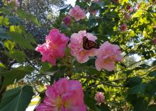 The blooms of the Confederate rose are large and change color from white to pink and bright red as they age.