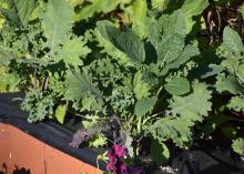 A variety of ornamental kale and cabbage grow together in a container.  