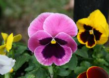 A close-up of a pink pansy with a dark maroon blotch in the center.