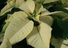 white poinsettias