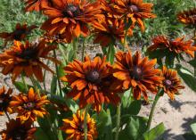 Several dark orange flowers with dark centers grow in a cluster.