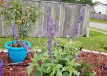 Long, purple blossoming stems emerge from a low-growing green plant.