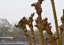 This crape myrtle shows rounded, misshapen ends of crape myrtle branches.