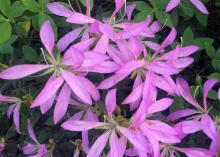 Long, narrow lavender flower petals open wide among the dark green leaves.