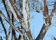 Branches of a tree are covered with a white, felt-like substance.