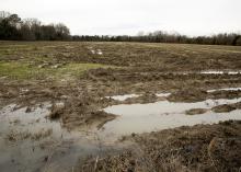 Harvested field with large tire ruts holding water.