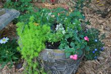 A green sedum spills over the edge of a container displaying other greenery and blooms.