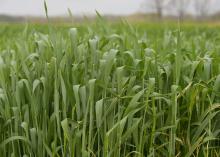 Green wheat plants emerge from the ground.