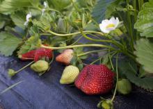 Strawberries in various stages of ripening sit on top of black weed barrier matting.