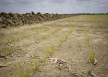 Short, green rice plants stand in a Drew, Mississippi, field.