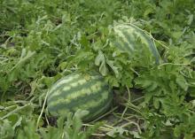 A watermelon with a dark green outer shell and light green stripes rests in a field.