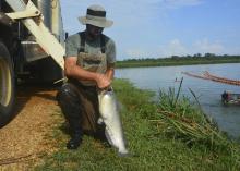 A man kneeling between a transport truck and a pond holding a very large catfish.