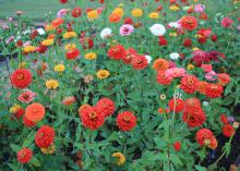 Free-standing blooms in red, orange, yellow and pink fill the frame against a background of green leaves.