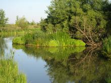 A lush green island floats in the middle of a small quiet pond with clear reflective water.