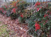 A cluster of bright red berries hangs from a green bush.