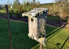 Greenish gray fungi covering parts of an old birdhouse in a yard