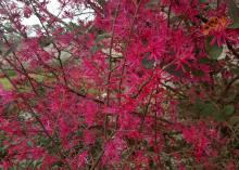  A cluster of strap-like, pink petals covers a branch with a few green leaves showing.