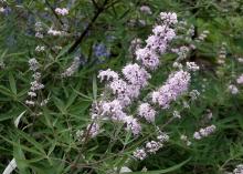  Tiny, pink blooms line upright flowering stems.