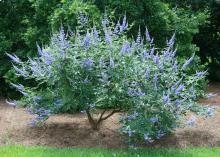 A medium-sized bush is covered with purple-flowering spikes.