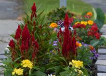 Fiery red blooms reach upward against a brick wall.