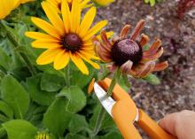 A pair of orange trimmers is about to snip off a spent flower.