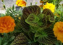 Burgundy-marbled coleus leaves are surrounded by gold marigold blooms.