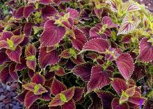 Variegated burgundy and chartreuse coleus laves fill a container.​