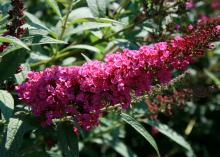 A stem covered in tiny pink flowers arches upward.